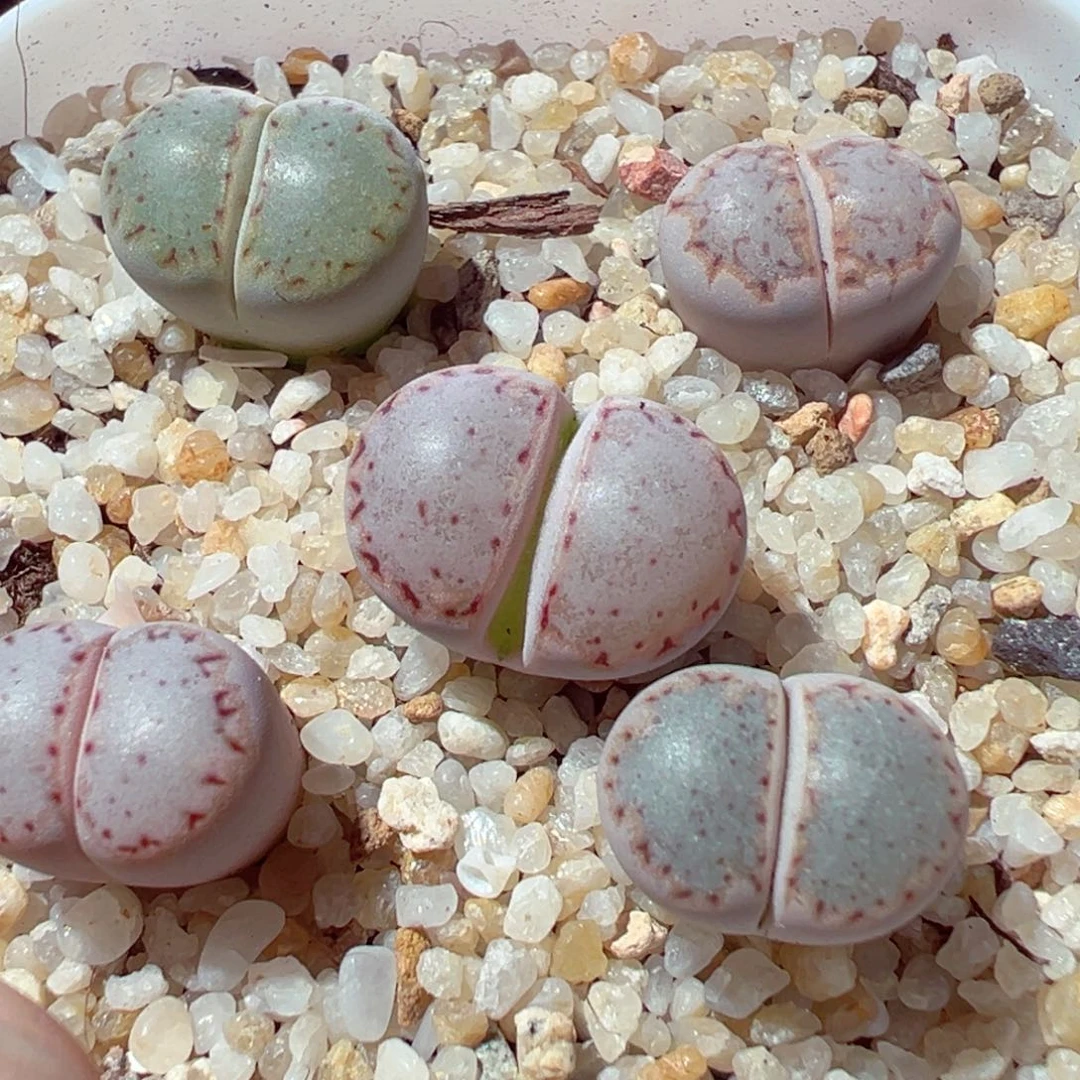 龙***女1022-645多肉多日饼干