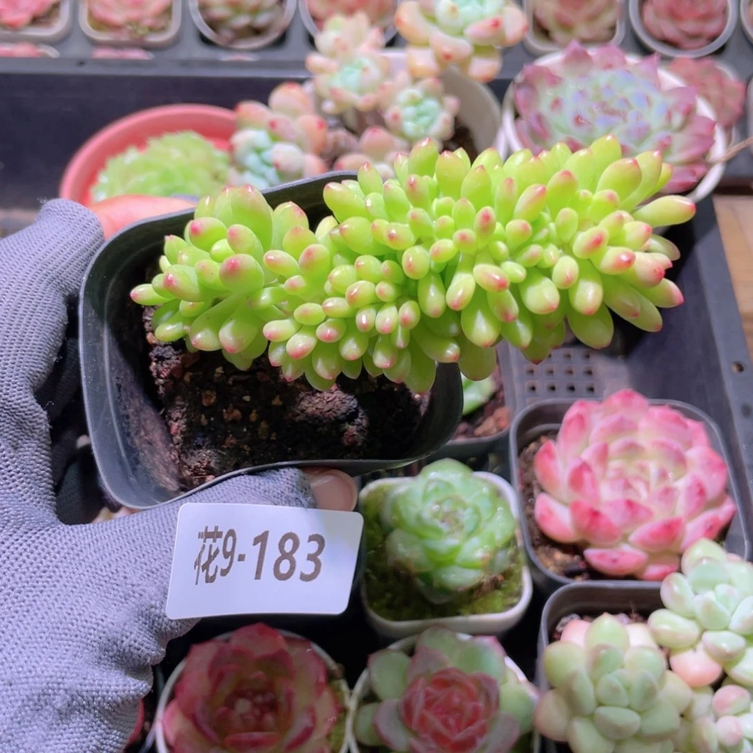 花利美 9-183青松缀化