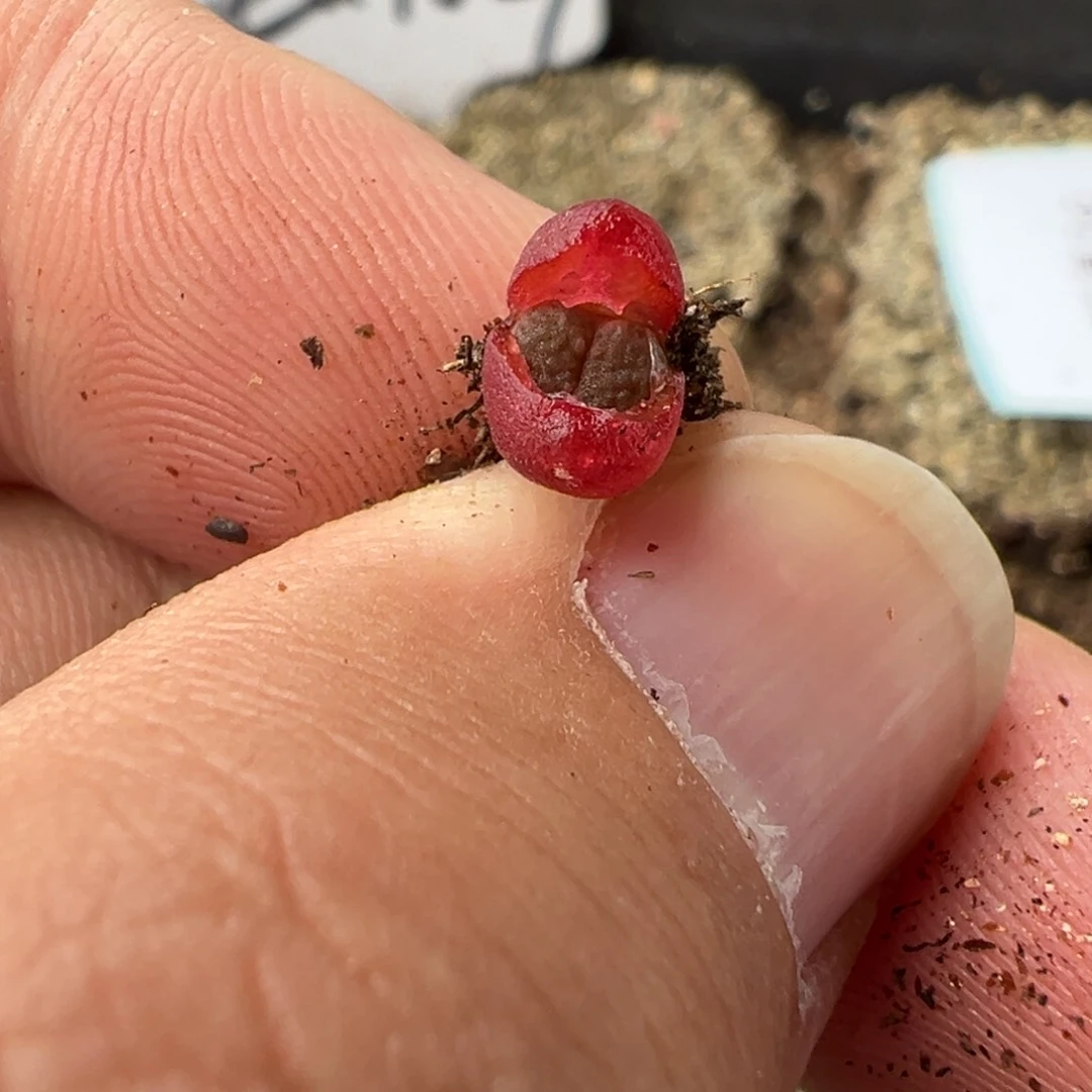 量拍红海参肉锥小苗一颗