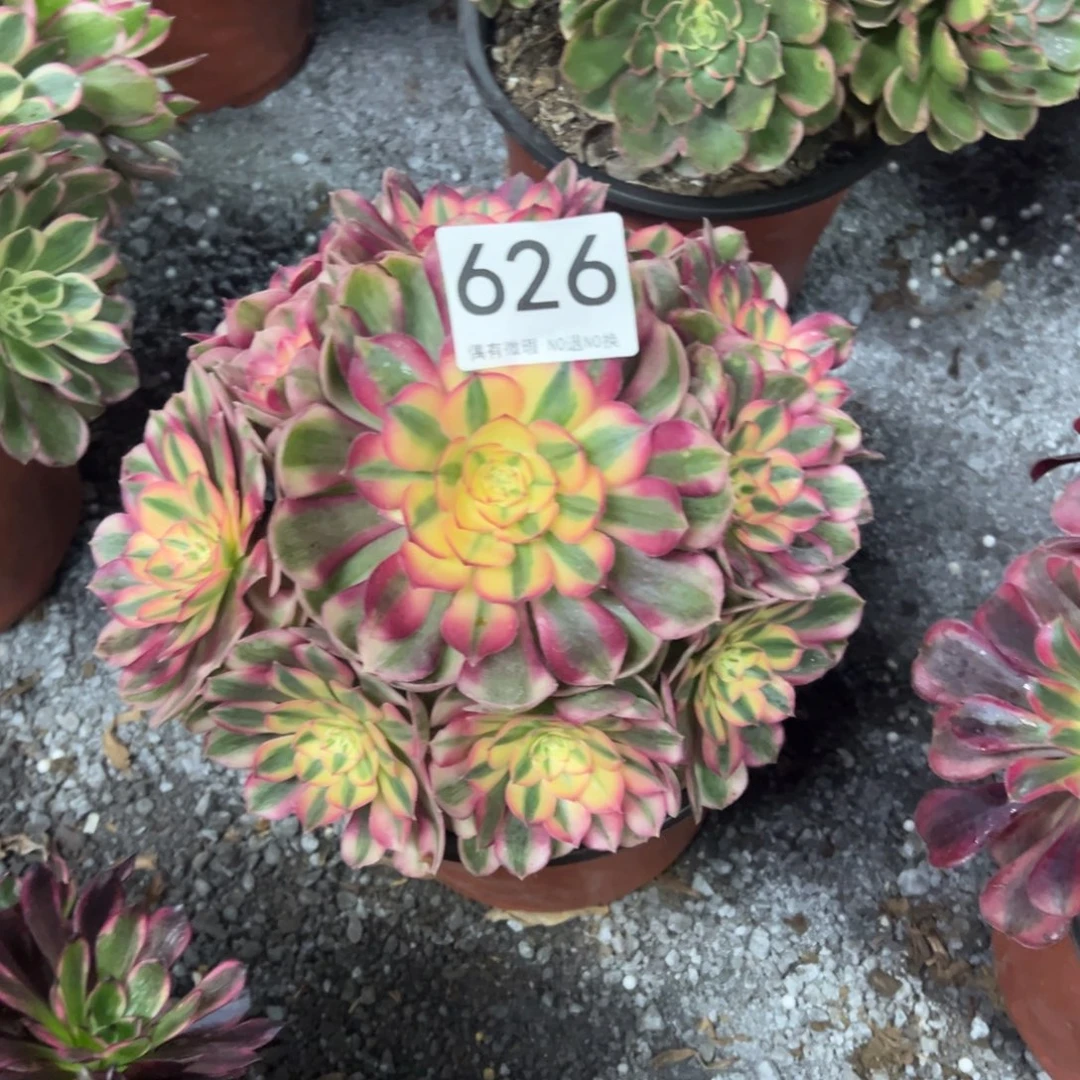 我是真的很喜欢这个