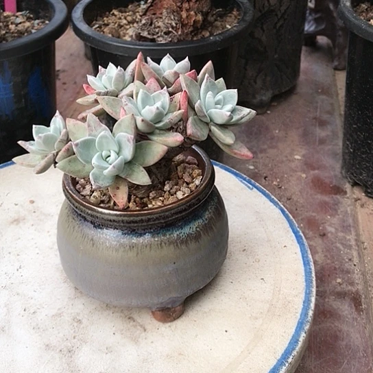 韩货苹果叶仙女棒杯