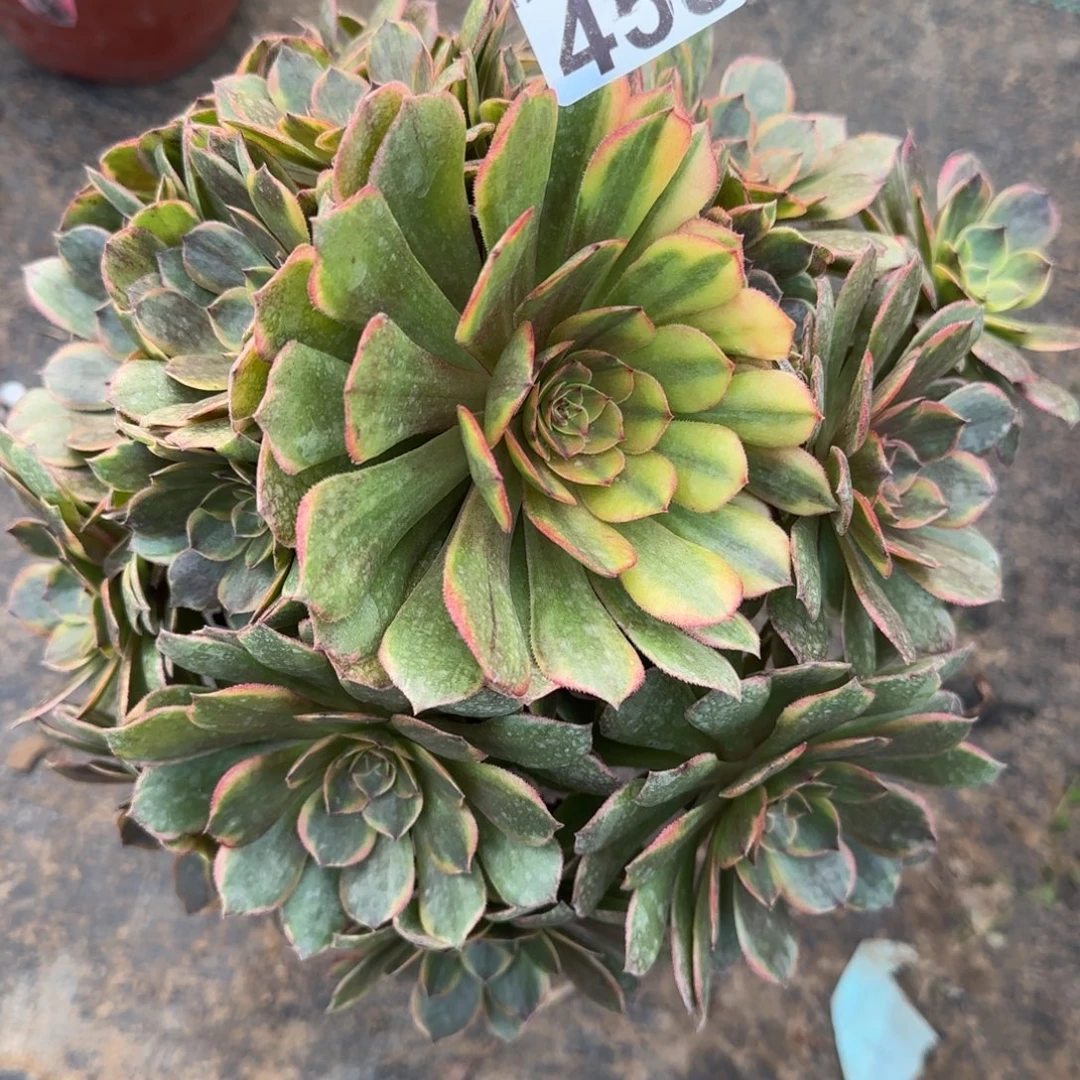 半夏458满20包邮断枝不包