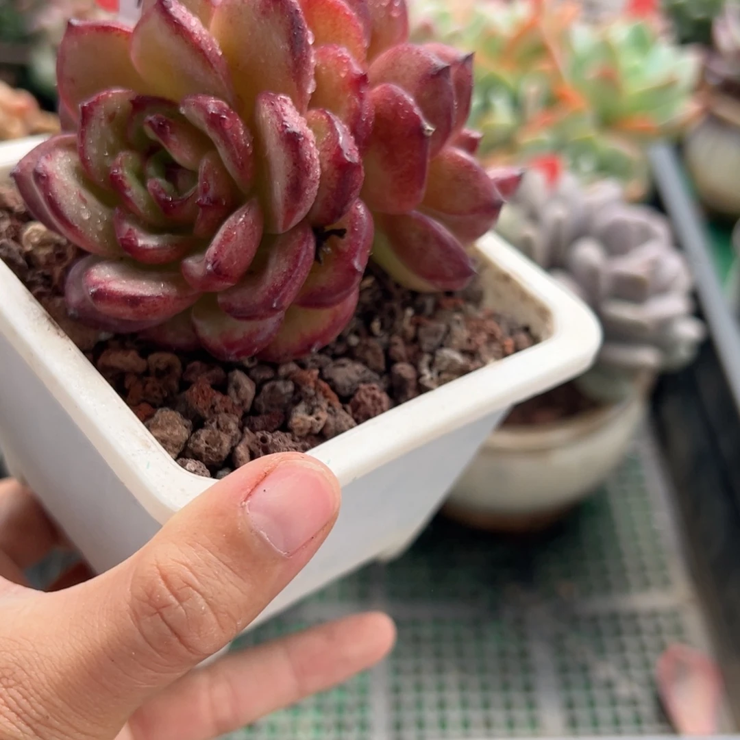表妹精品多肉植物258.