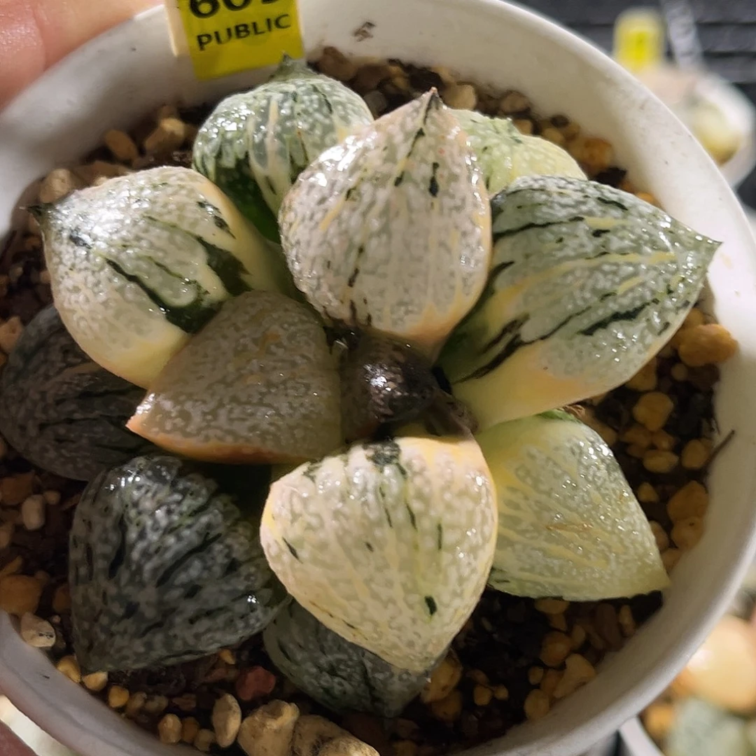 609实生丸叶白银寿锦