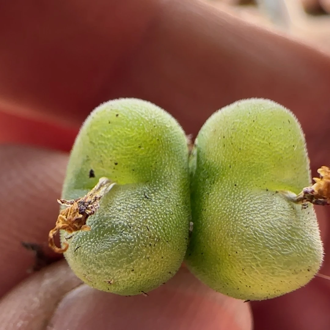 【闪购商品】1300水晶鞋当天28包邮非偏远