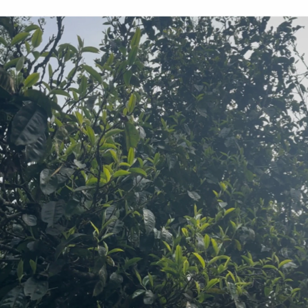 2025年保塘旧寨古树挑采