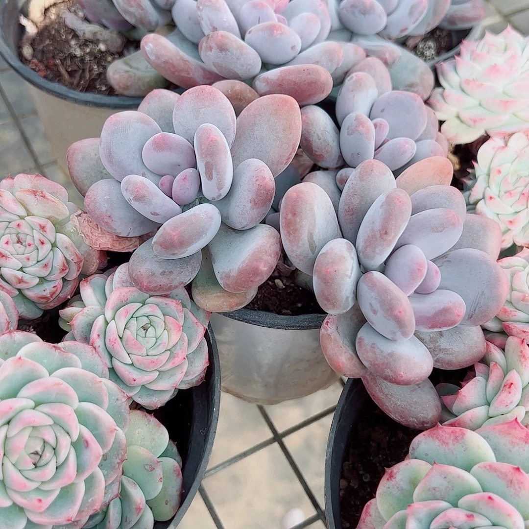 桃美人多头造型精品