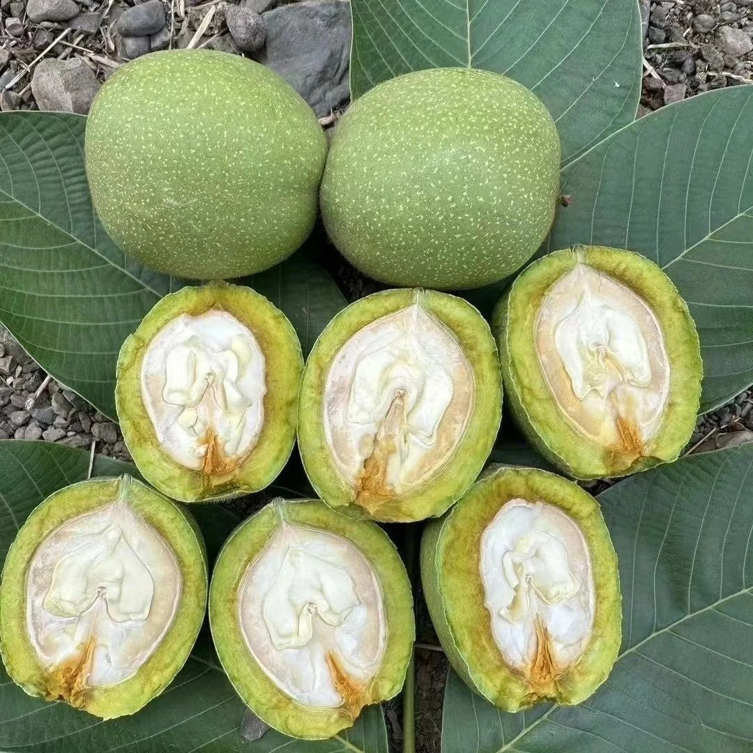 正宗纸皮薄皮核桃青皮核桃新鲜薄壳核桃产地直发现摘现发奶油香