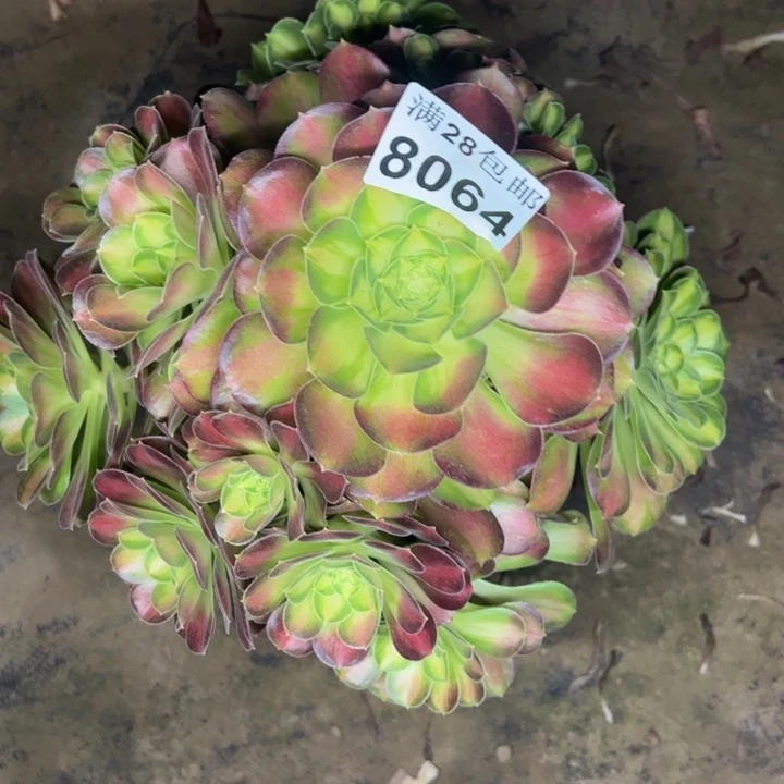 8064韶华多肉植物