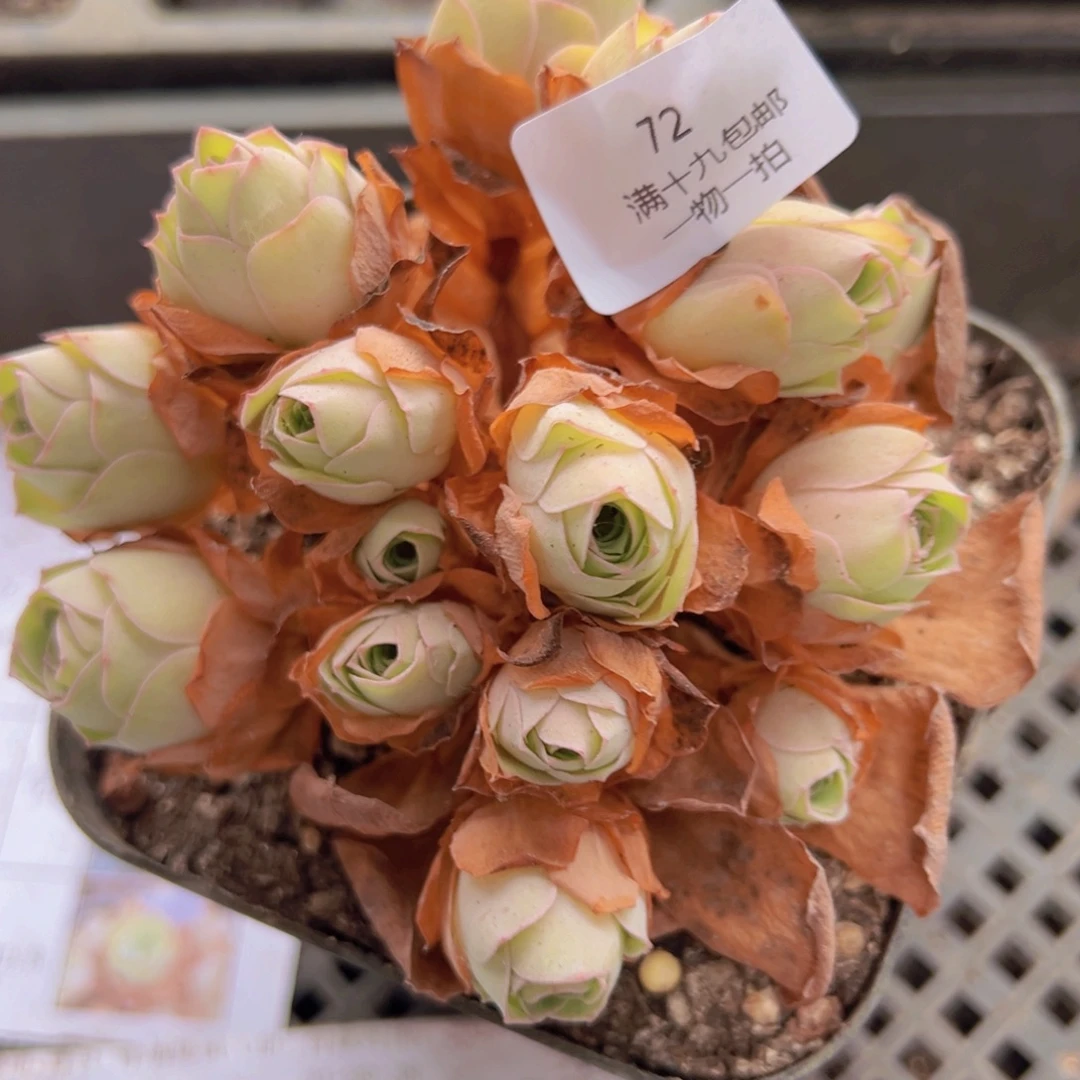 72 山地玫瑰基地发货无售后