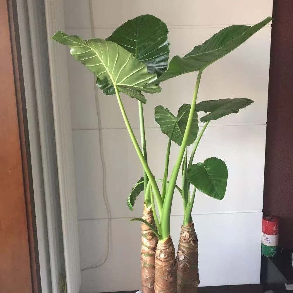 巨型客厅吸海芋培育霸王芋又名滴水观音办公室醛客厅造型绿植