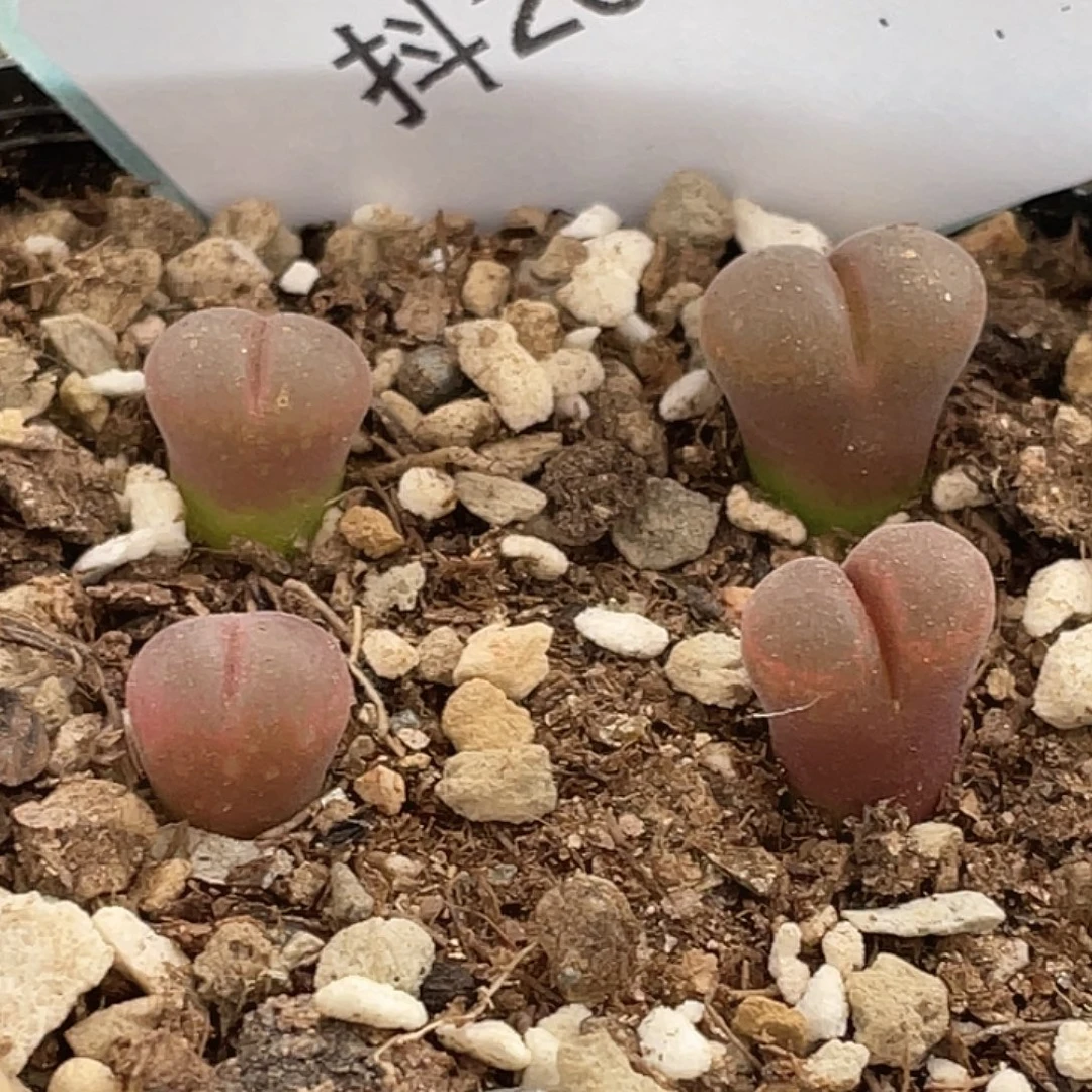 26-81红风铃多肉植物