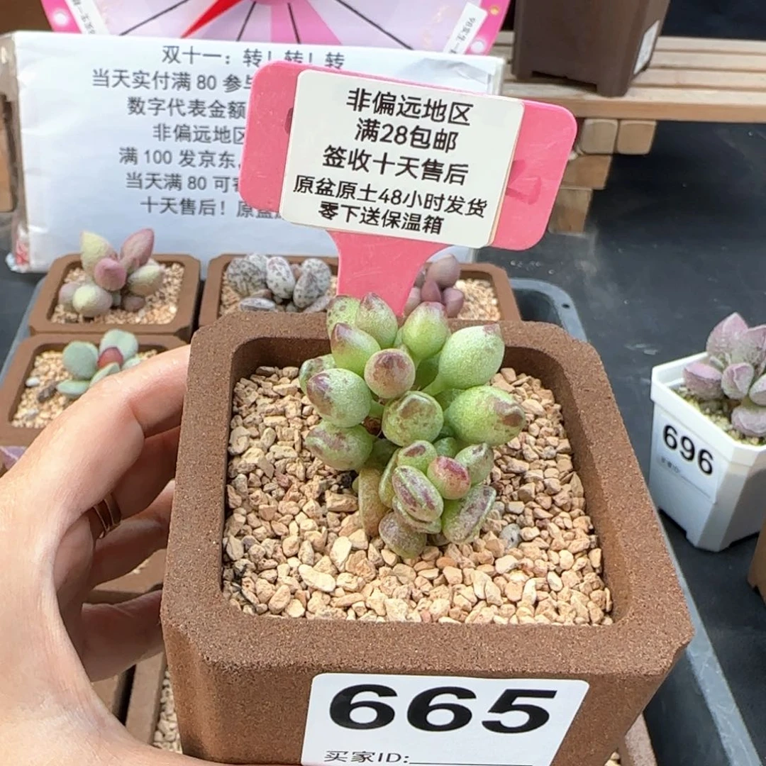 665鼓槌多肉植物