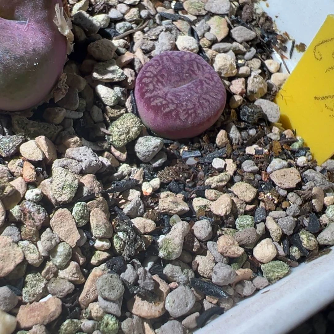 冷***知羽化流水吕杂多肉