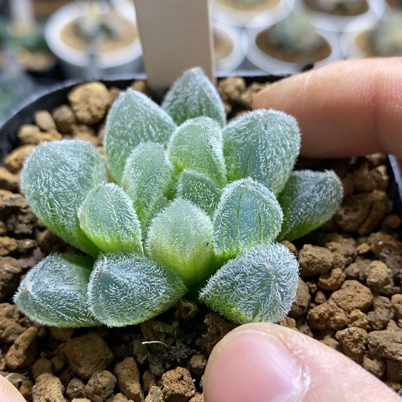 【闪购商品】44梦露