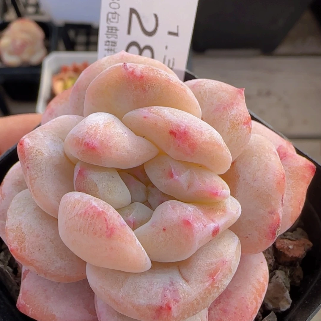 雪瓷石化单头一颗