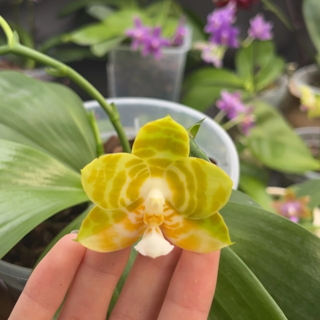 完全开放4寸弥陀反射王开花株