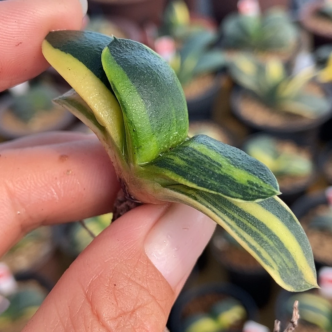 289卧牛实生锦带盆发货