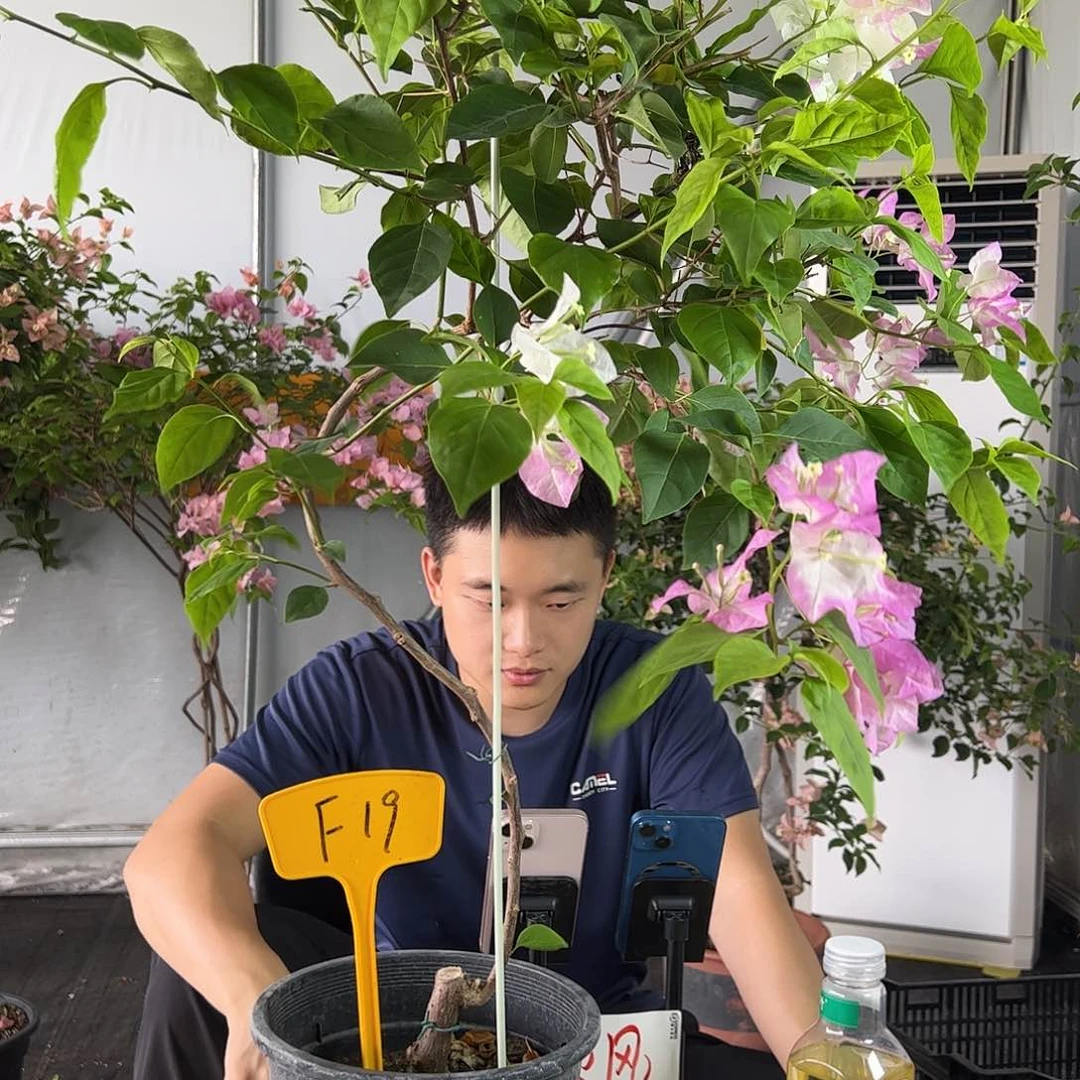 当前无花栽培后可以开花?****a口红F19