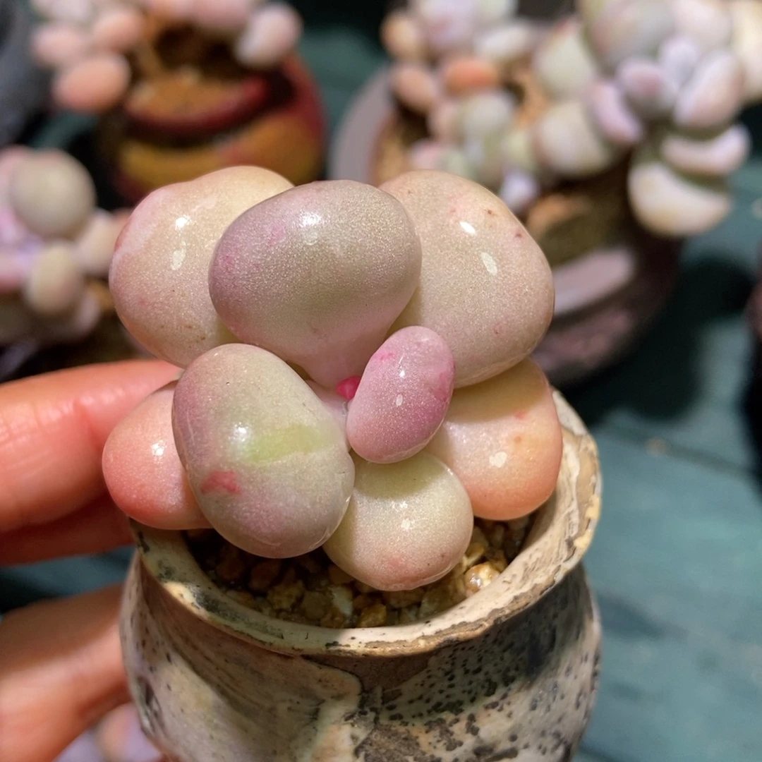 咕噜油煎丸子带盆专拍