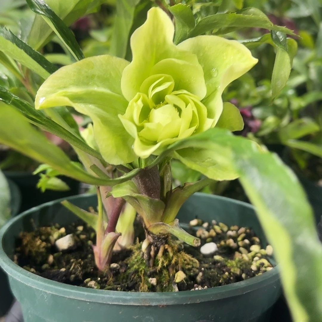 少量花朵（建议范围：2朵-5朵 或40%以下）铁筷子纯绿