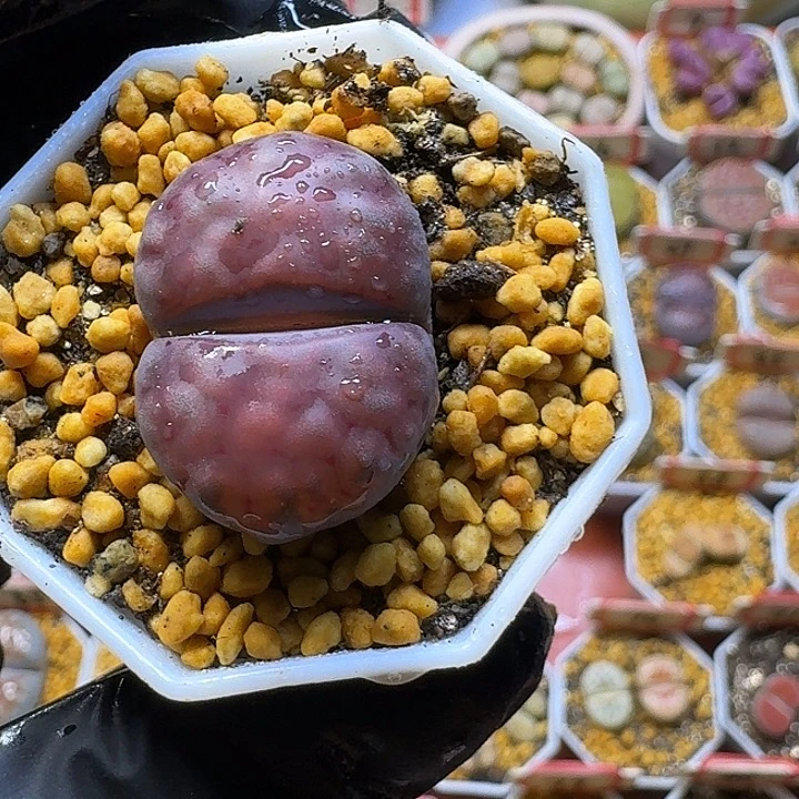 P***记2:：。在。 生石花。 3号