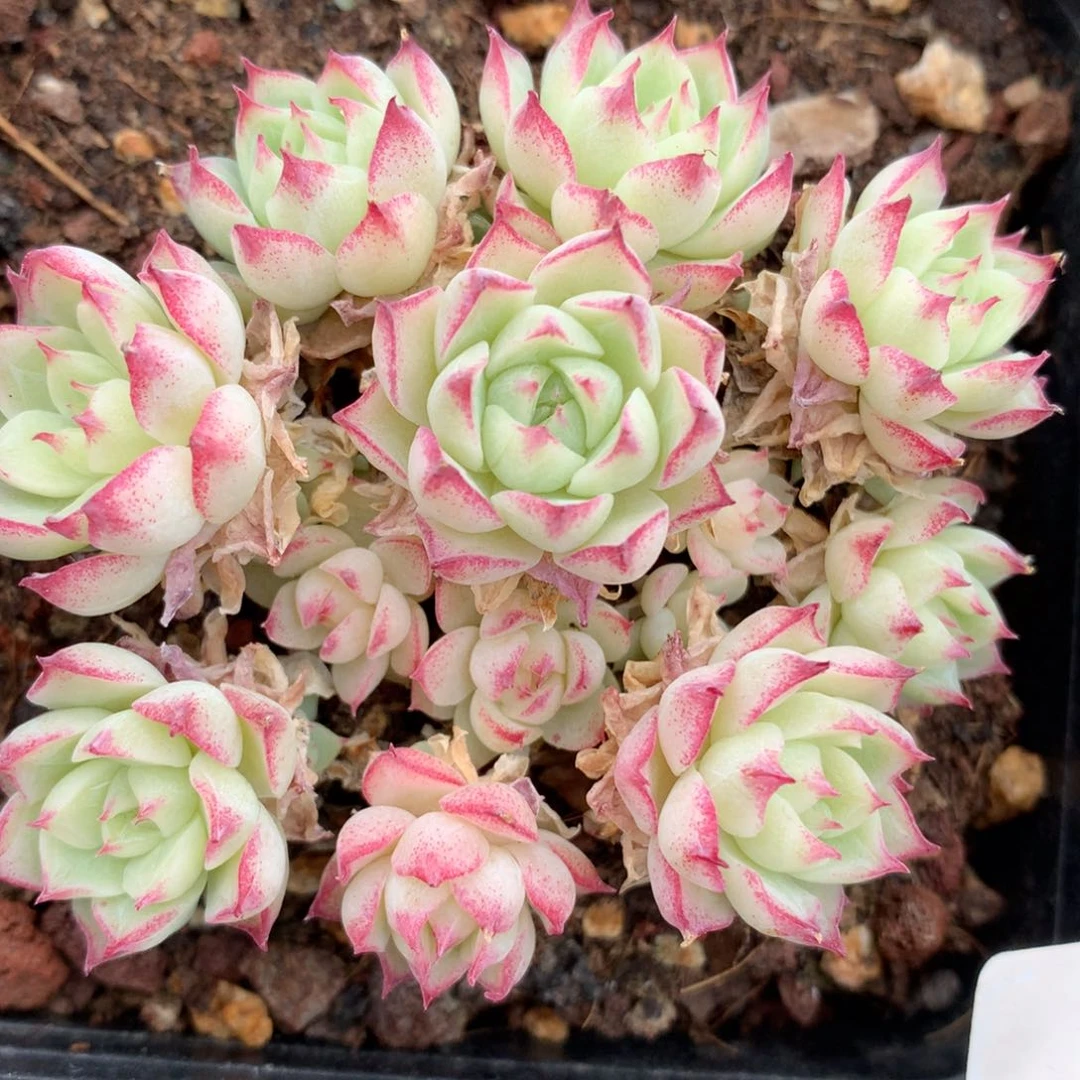 0513-793 女王玫瑰