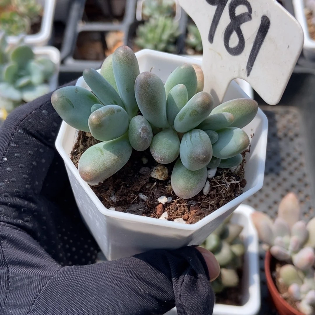 981企鹅多肉植物保护
