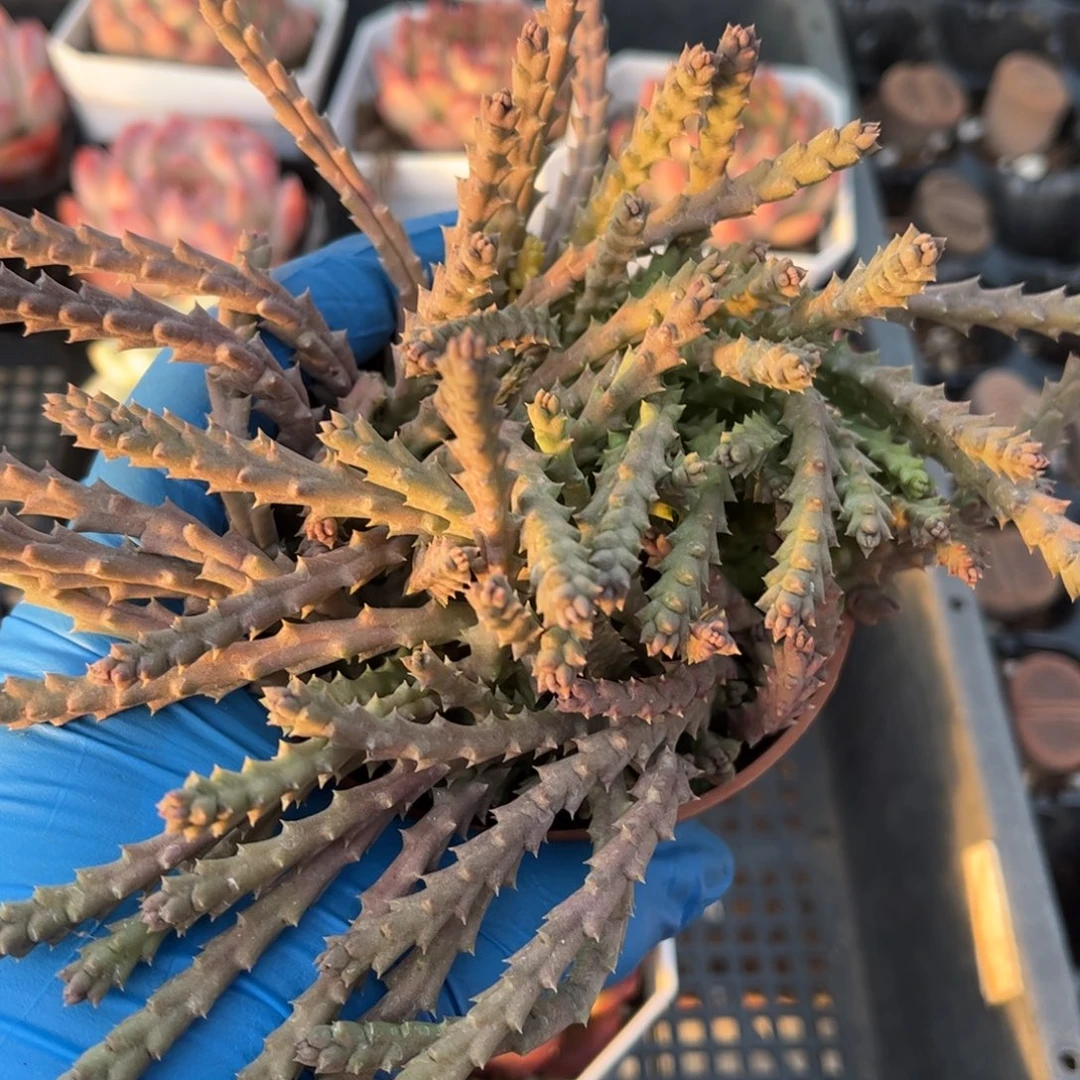 犀牛角多肉植物多