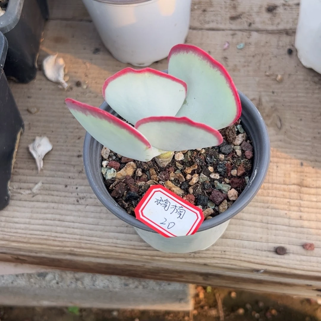 楠****多肉植物多肉植物