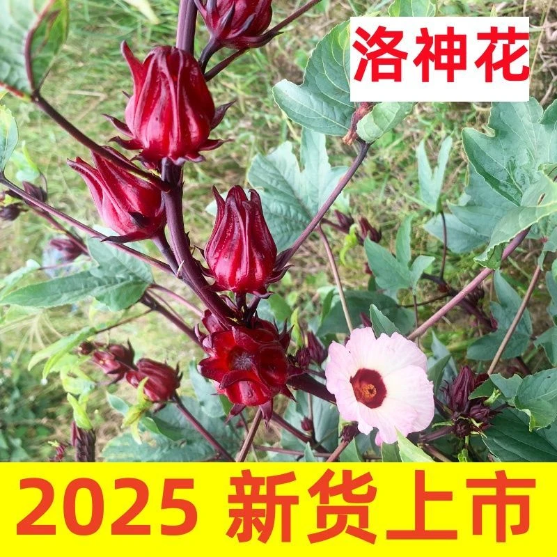 2025新鲜洛神花现摘玫瑰茄花茶干红桃k果食用花泡酒果酱蜜饯酵素
