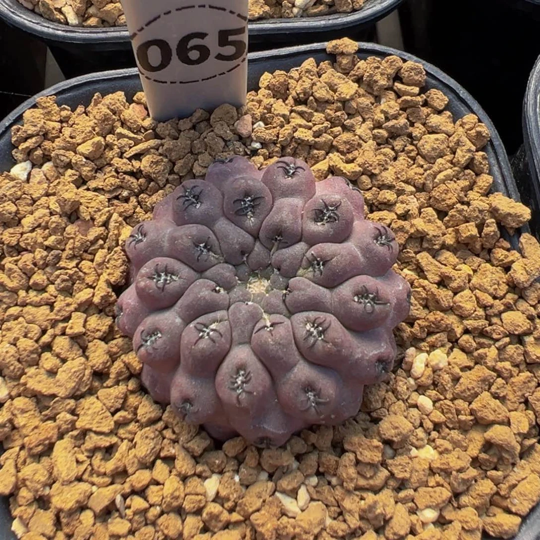 065实生根紫皮黑刺豹头仙人球多肉植物带盆土