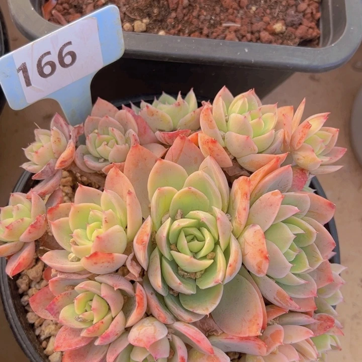 健健康康平平安安