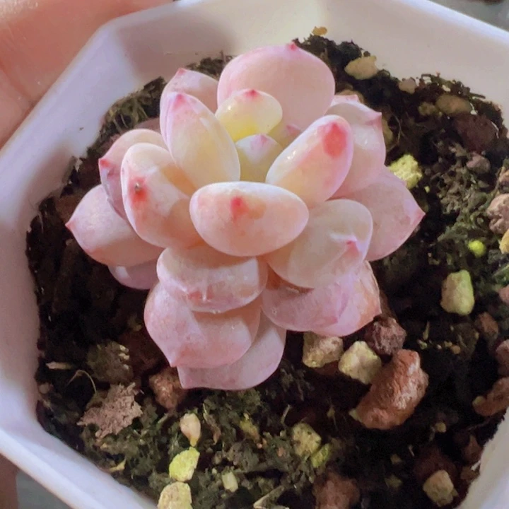 星星橙石化多肉植物大战
