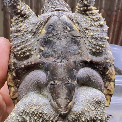 不分公母小鳄龟天***锁