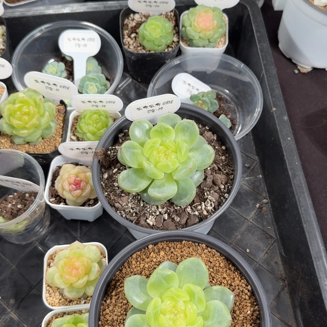 玄***雀0812-19-0024两颗母本