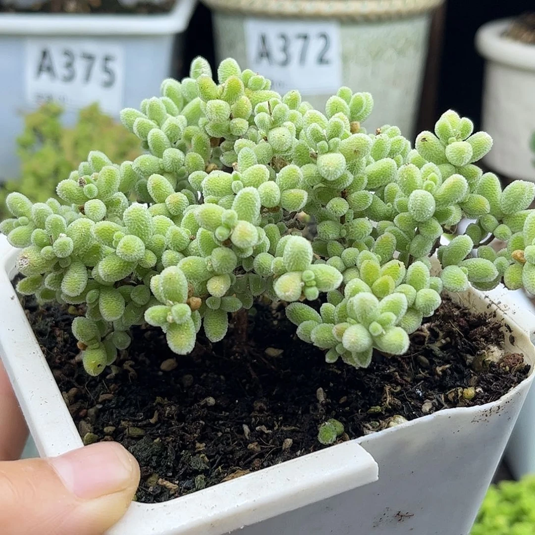 008冰晶优选枝干番杏