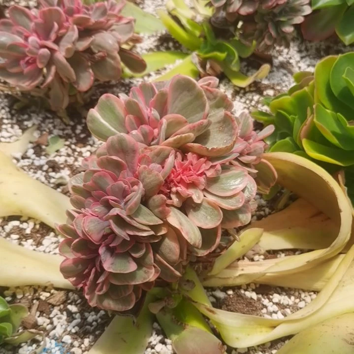 蓝玫瑰锦白覆轮锦缀化群捌下