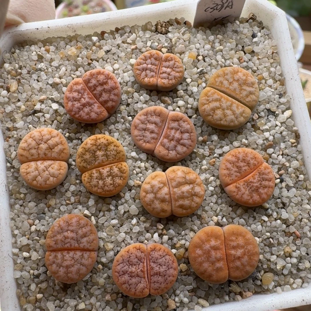 1220-018拿铁套装生石花