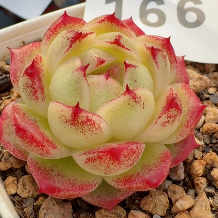 麦秆         精控精养多肉植物