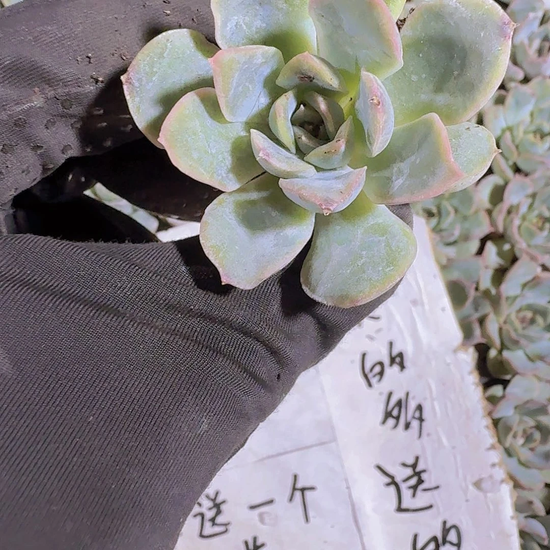 精品猎户两颗一组