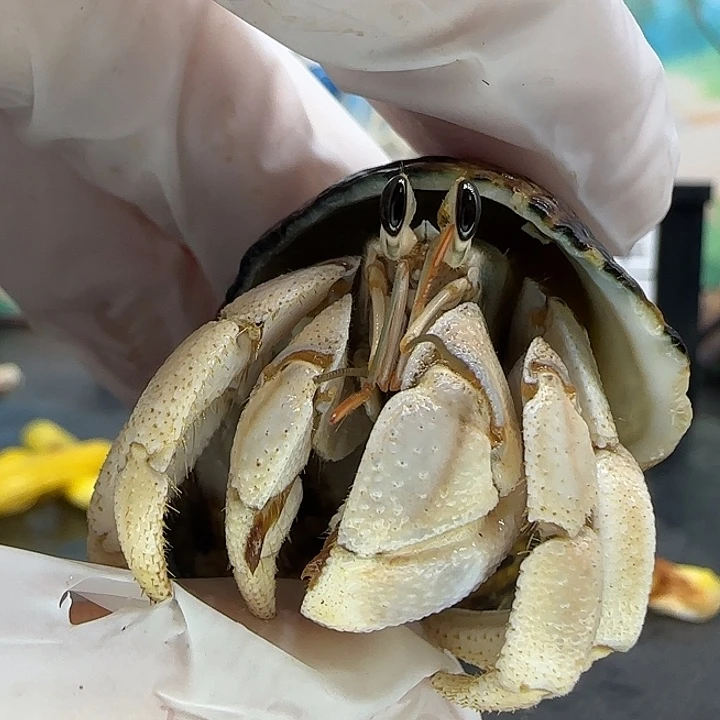 A42胖灰白2.0cm口径