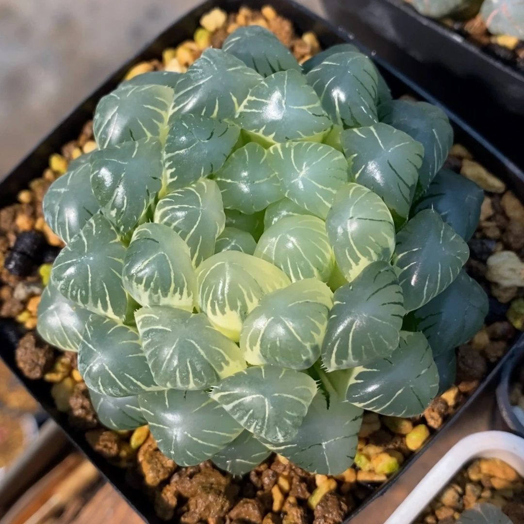 一颗实生玉露锦