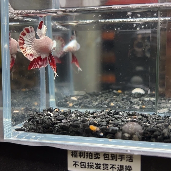 斗鱼竞拍跑单拉黑25日115