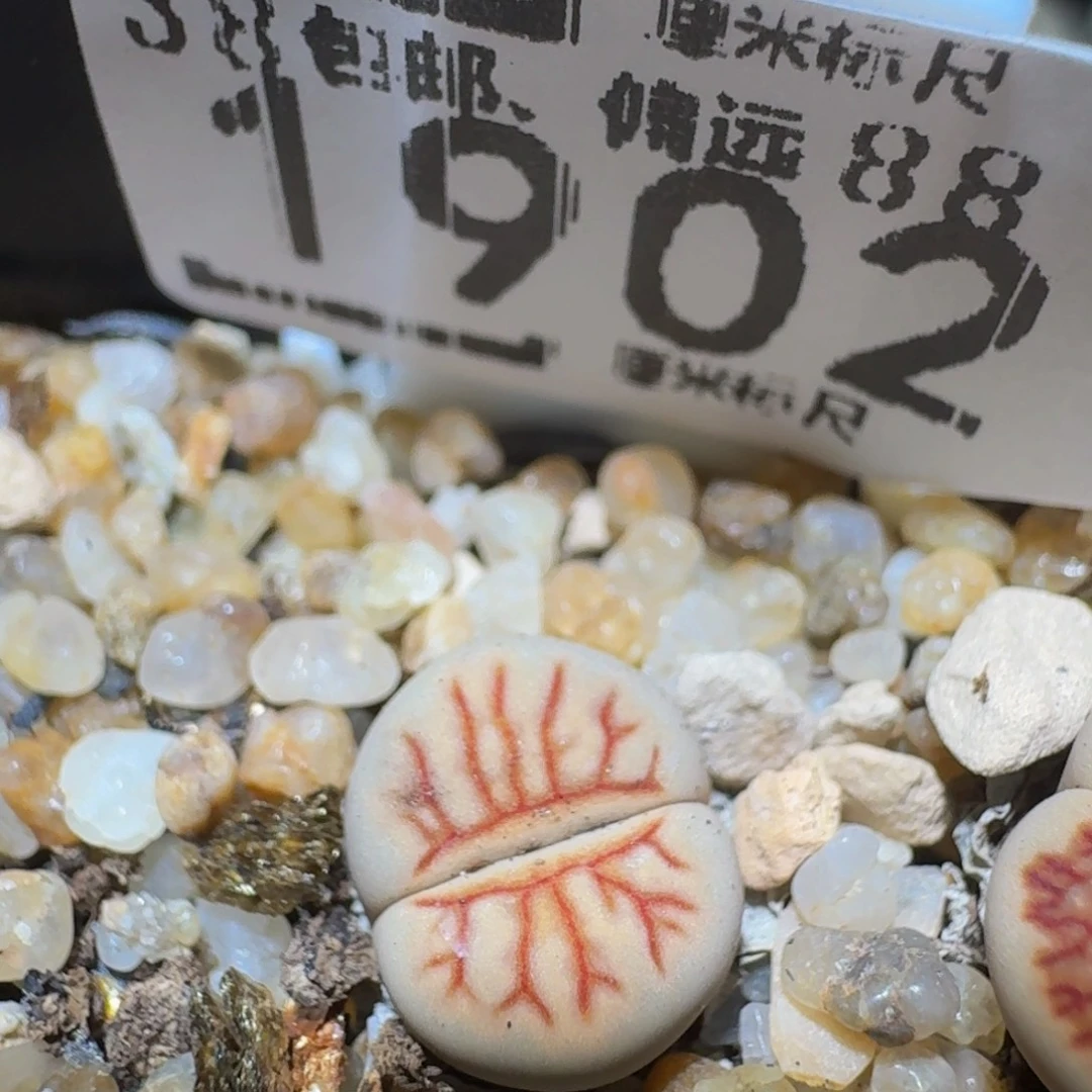 Ssss精品生石花1902