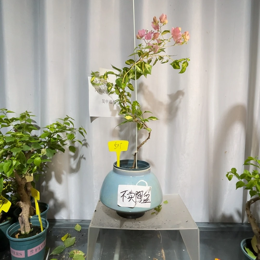 当前无花栽培后可以开花515金心橙白高飘款