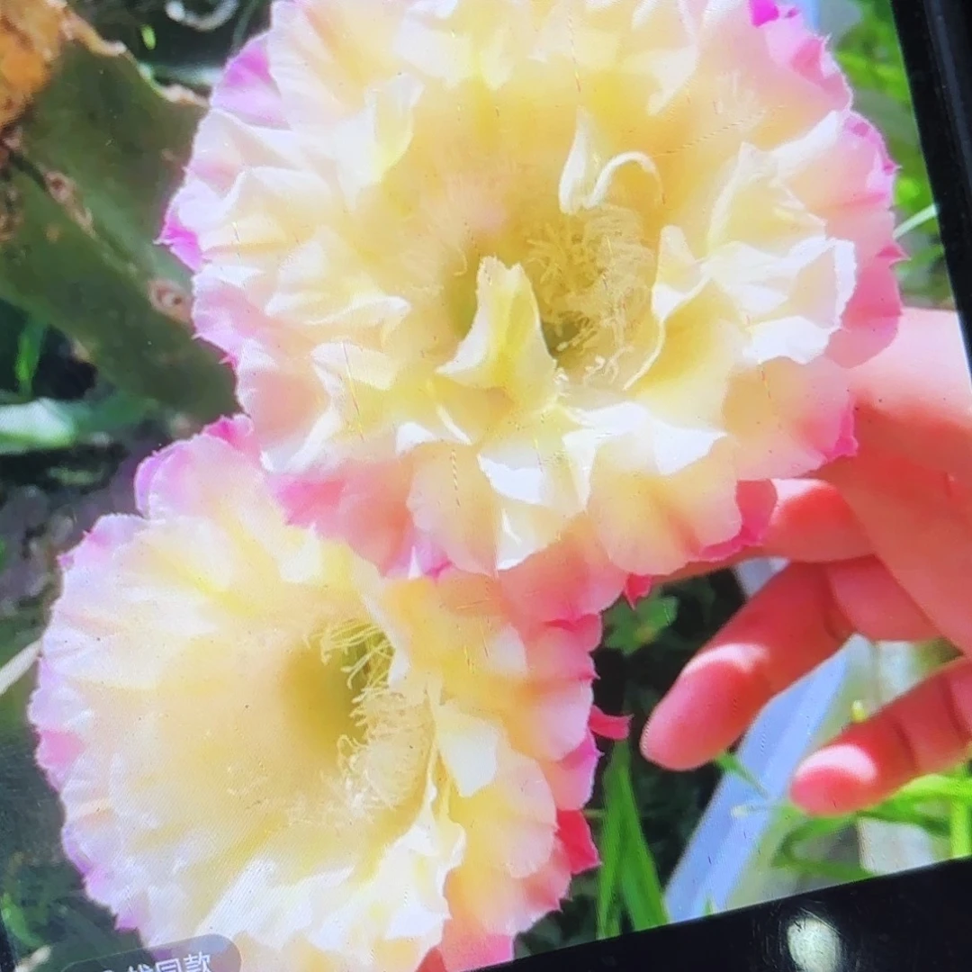 马丙彩侧牙20包邮钱仙人球22