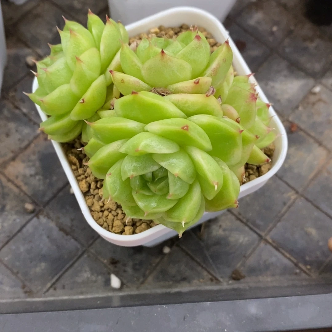 精品多肉一物一拍不包整256