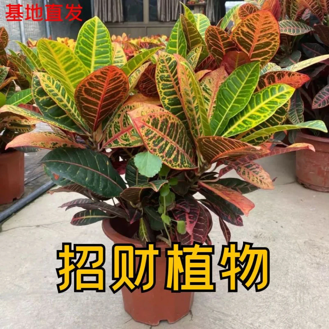 变叶木盆栽室内办公室植物易养耐热绿植花卉观叶吸甲醛净化空气