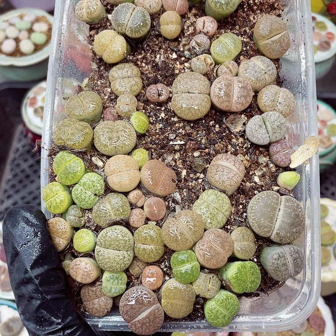 生石花满18包邮1128-92